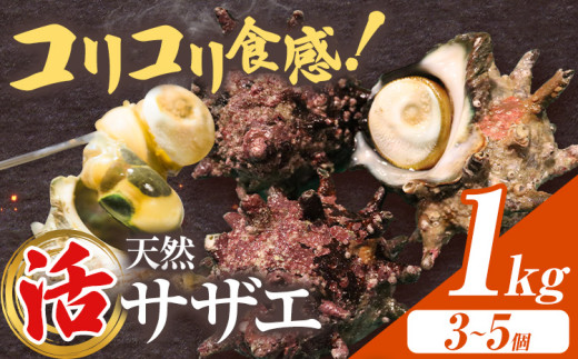 天然『活』サザエ　1kg ( 3個 ～ 5個 ) 《7月中旬-9月上旬頃出荷》 【配送不可地域：離島・北海道・沖縄県・東北・中国・四国・九州】寺田水産 さざえ 海産物 貝 千葉県 勝浦市