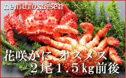 C-57062 【北海道根室産】花咲ガニオスメス(内子入り)各1尾(計1.5kg前後)