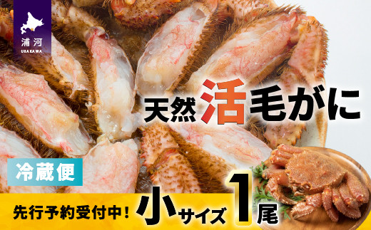 
            【先行受付開始！】漁協の活毛がに 小サイズ１尾※日付指定対応不可※[02-1419]
          