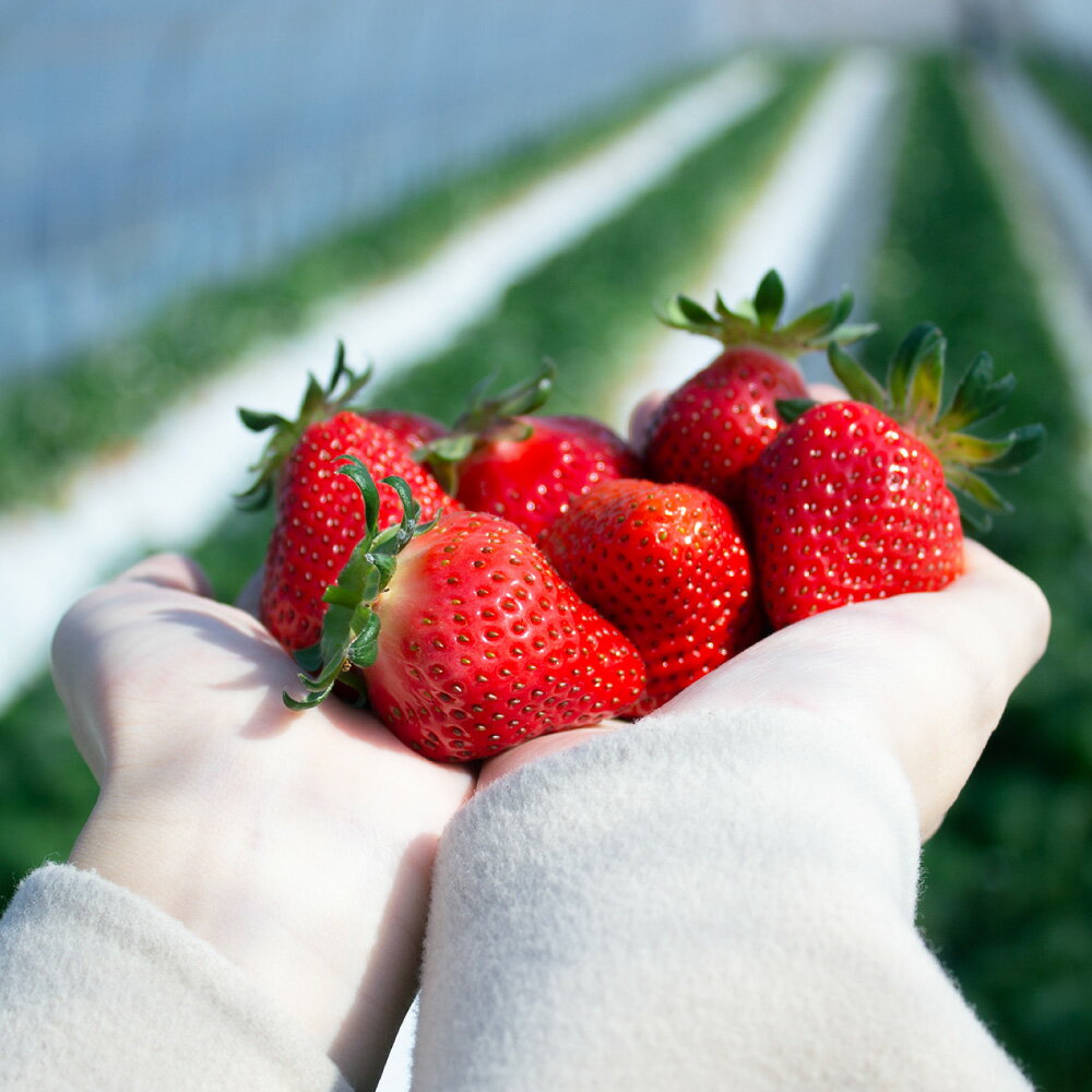 【ふるさと納税】＜選べる種類・容量＞【絢】 いちご 計約500g 計約1kg 恋みのり 紅ほっぺ 苺【絢音ベリー農園】 熊本県産 国産 厳選 希少 フルーツ 果物 くだもの イチゴ 九州 熊本県 熊本市 送料無料【2025年12月上旬～2026年4月下旬迄順次発送予定】