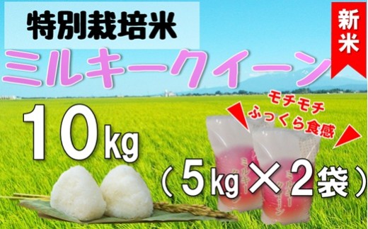 【令和8年産・精米】米蔵いいの特別栽培米ミルキークイーン10kg（5kg×2袋）※10月上旬頃から順次配送