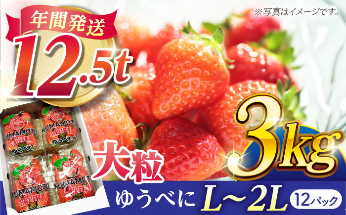 【先行予約】大粒いちご L～2L ゆうべに 3kg（計12pc）【熊本ベリー】フルーツ 果物 くだもの いちご イチゴ 苺 ゆうべに 大粒いちご 国産 熊本県産 九州産 [ZER003]