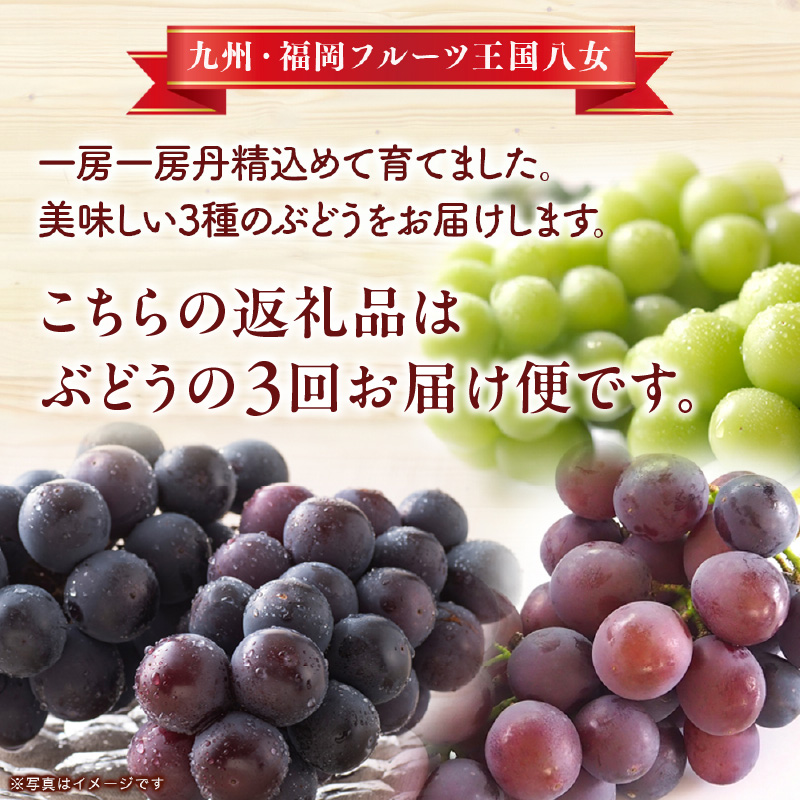 九州・福岡フルーツ王国八女 ぶどう3回お届け便【全3回】<配送不可:北海道・沖縄・離島> ぶどう 葡萄 合計3回 巨峰 ピオーネ シャインマスカット 家庭用