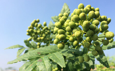 奥出雲山椒ジャコのり「頼むからごはんください」 2個・山椒オリーブオイル1本セット