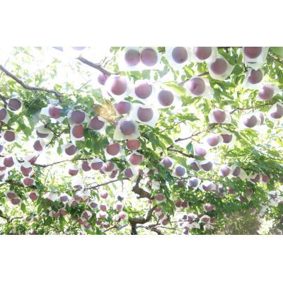 ふるさと納税 南アルプス市 すもも【太陽】10〜13玉入り×2箱　約3kg |  | 01