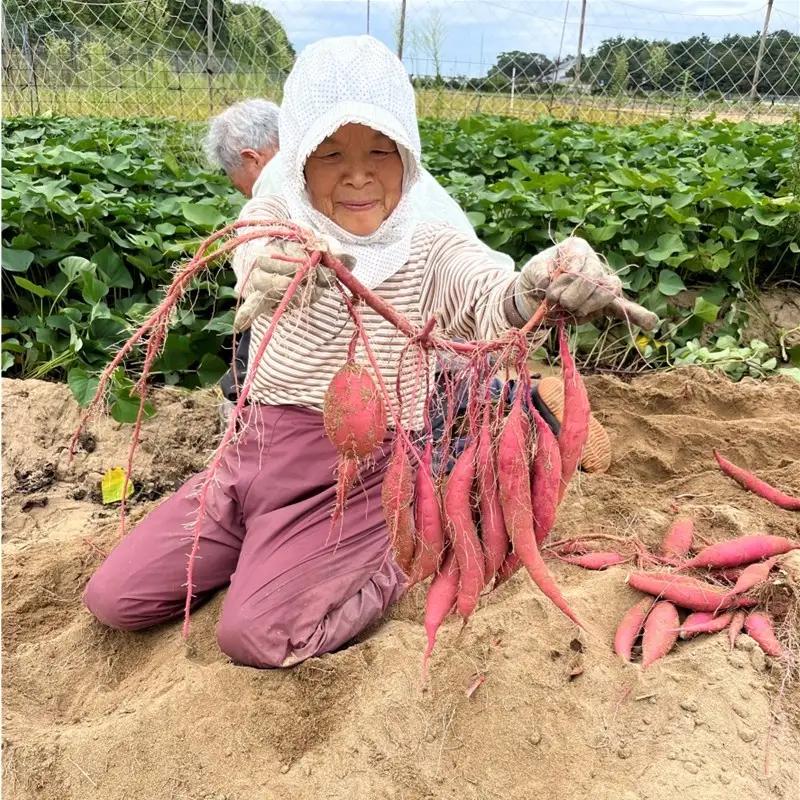 【2026年11月上旬から順次発送】訳ありさつまいも 紅はるか5kg サツマイモ