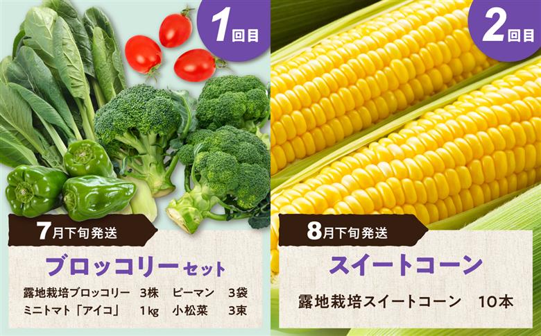 【5回定期便】旬の採れたて野菜「贅沢セットＣ」