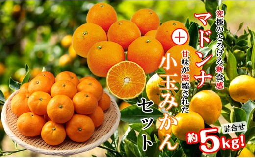 2026年11月発送開始　ぷるぷる新食感!「マドンナ」+濃厚!「小玉みかん」約5kg＜D39-32＞【1252242】 YWTF014