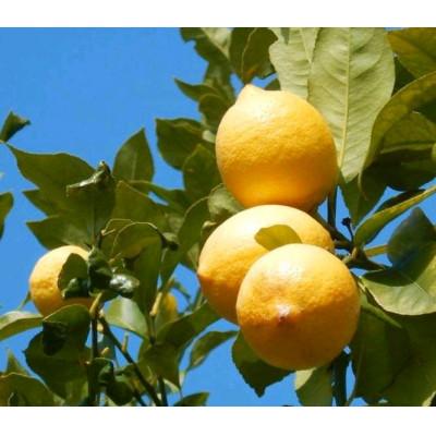 ふるさと納税 松山市 瀬戸内海の島レモン(秀品)約5kg |  | 01