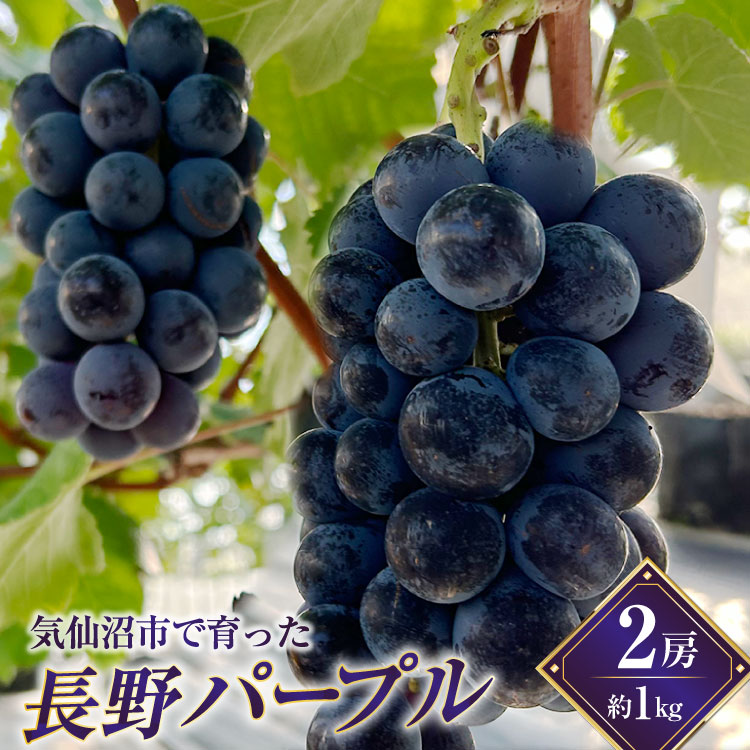 【ふるさと納税】 【期間限定発送】 ぶどう 長野パープル2房 (約1kg) [リアス農園 宮城県 気仙沼市 20564832] フルーツ 果物 くだもの ブドウ 葡萄 冷蔵 数量限定 期間限定