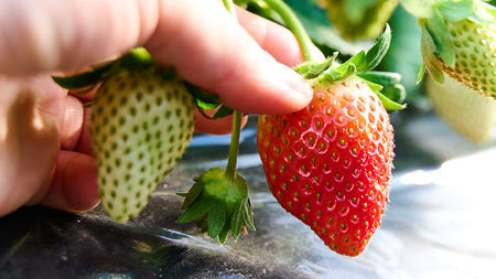 【12/17までの申込で年内にお届け！】 完熟 かおり野 約260g×2パック 年内お届け 国産 いちご イチゴ 苺 果物 フルーツ 茨城県産 KEK[BC081sa]