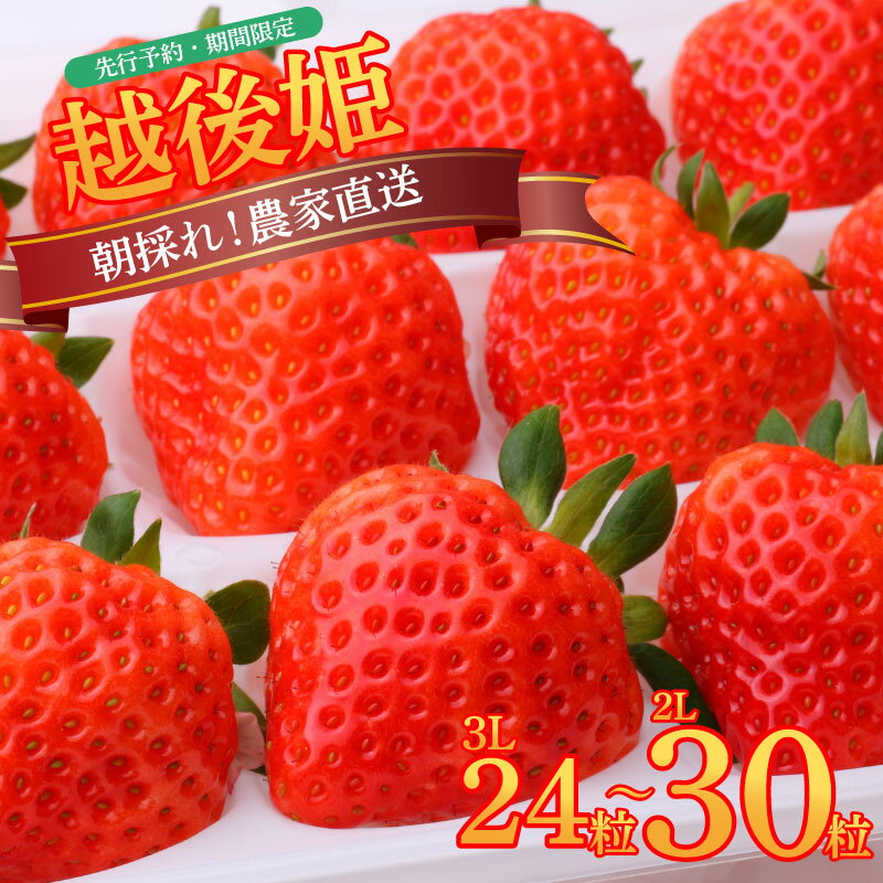 【ふるさと納税】 いちご 越後姫 3L〜2L 30粒 24粒 朝採れ 発送 クール便 ブランド 苺 ストロベリー フルーツ 甘い おいしい【 新潟県 新発田市 越後姫 いちご イチゴ 生産者直送 3L 2L 数量限定 C11_02 】