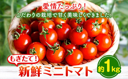 ミニトマト 約1kg 出原農園 《1月上旬-5月末頃出荷》 岡山県 矢掛町 野菜 ミニトマト もぎたて 新鮮 st-p