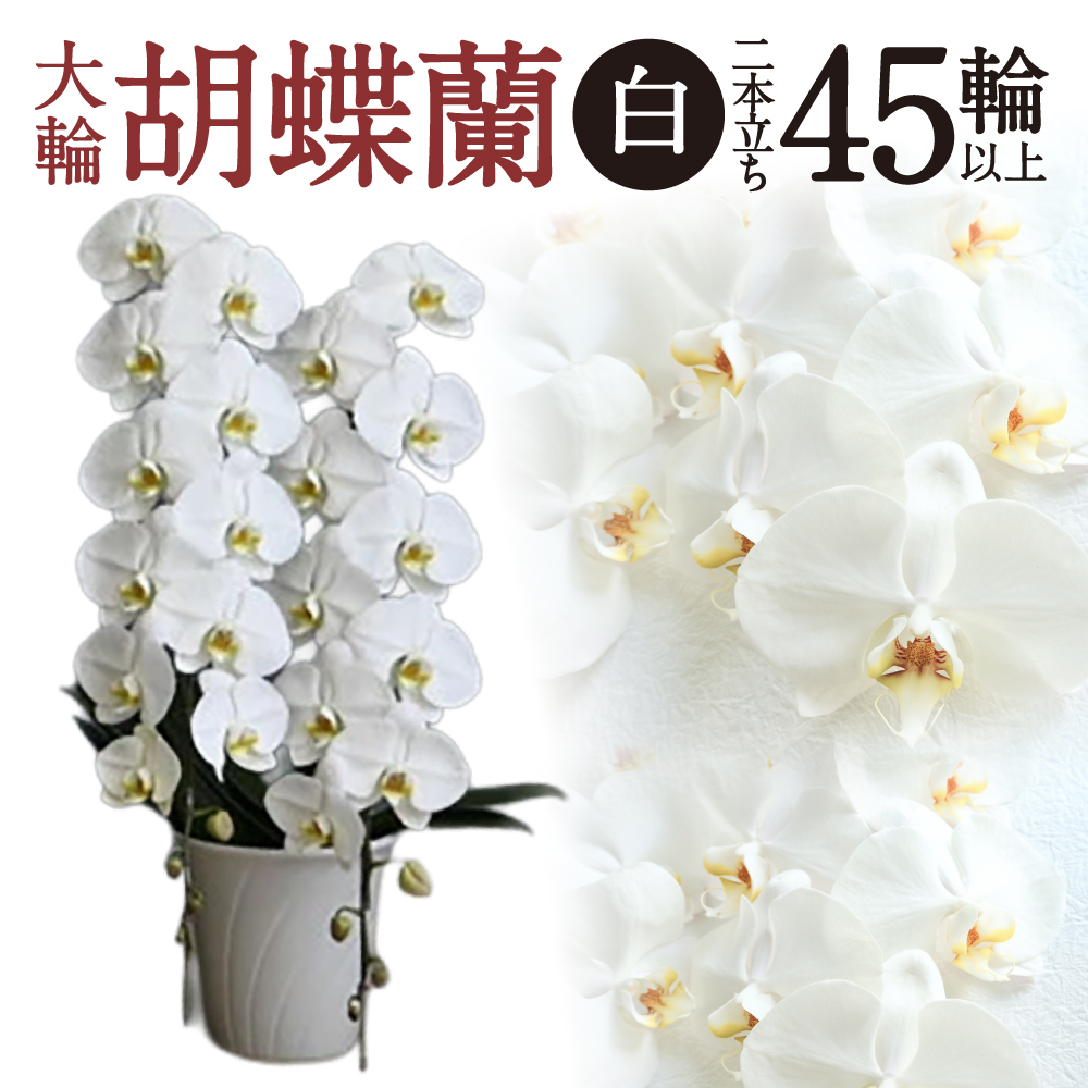 大輪胡蝶蘭 白 2本立ち　F18　綾羽株式会社
