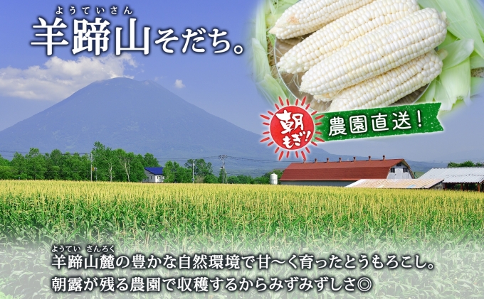 【 2026年 発送 】 北海道産 とうもろこし 計24本 L-2L サイズ混合 ロイシーコーン 大きめ 旬 朝採り 新鮮 トウモロコシ 甘い 夏野菜 とうきび お取り寄せ 産地直送 野菜 しりべしや