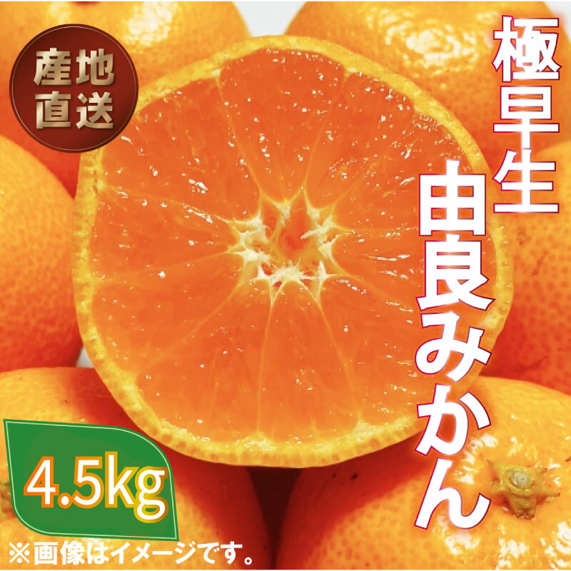 【ふるさと納税】 極早生 由良 みかん 約 4.5kg 産地直送 柑橘 みかん 訳あり フルーツ 果物 蜜柑 オレンジ ご家庭用