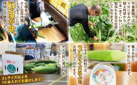 【先行予約】朝取れ とうもろこし 10本 (1本：2Lサイズ以上 370g～450g) ～驚きの糖度18度以上！～ (わくわくコーン) 【2026年6月上旬以降順次発送】  [A-7102] とうもろ