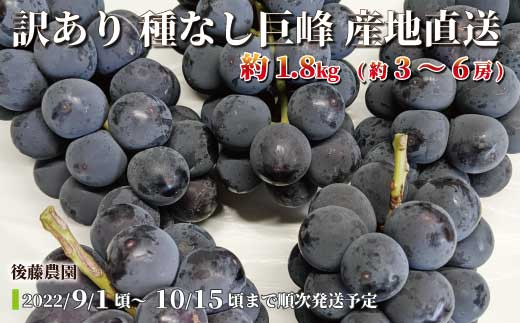 
[No.5657-3347]産地直送 訳あり種なし巨峰約1.8kg （約3～6房）《後藤農園》■2022年発送■※9月上旬頃～10月中旬頃まで順次発送予定【※同ページ内「募集中プロジェクト」対象返礼品につき、そちらからのご賛同とお申込みをお待ちしています。】
