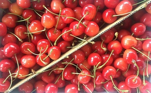 【令和8年産先行予約】 さくらんぼ 「佐藤錦または紅秀峰