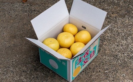 文旦 10kg 楽木工房 の 土佐文旦 家庭用 [3L～4Lサイズ] ［1406-3］