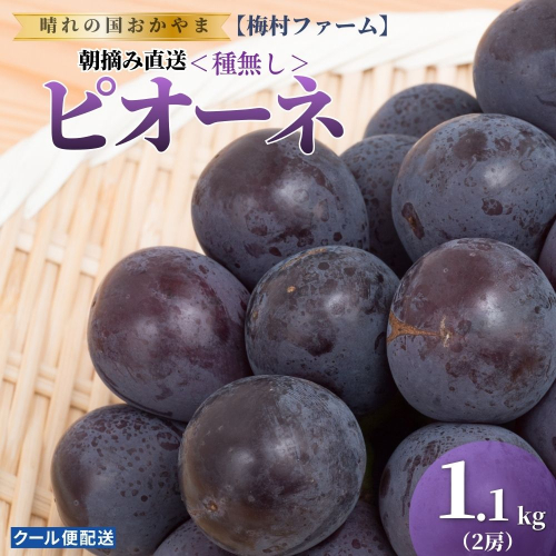 【2026年発送分 先行予約】【梅村ファーム】朝摘み直送 ピオーネ（2房入り 1.1kg以上）【030-a020】