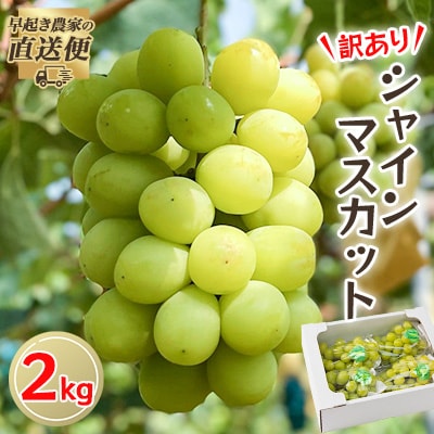 【2025年度発送分】早起き農家の直送便　わけありシャインマスカット2kg【配送不可地域：離島・北海道・沖縄県】