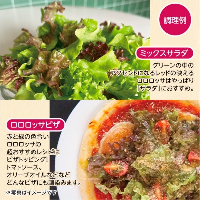 【1種×6株】山里の湧き水育ちリーフレタス「掛川ラットゥーガ・ロロロッサ」【配送不可地域：離島・北海道・沖縄県・四国・九州】