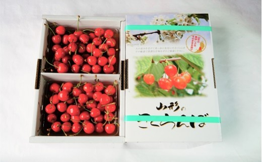 さくらんぼ（佐藤錦）７００ｇ（３５０ｇ×２パック）　秀品　Ｌ玉以上　0012-2602