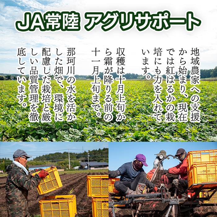 冷凍 焼き芋 紅はるか 5本入り スイーツ さつまいも サツマイモ べにはるか 紅はるか 茨城 【JA常陸アグリサポート】【ho1606】