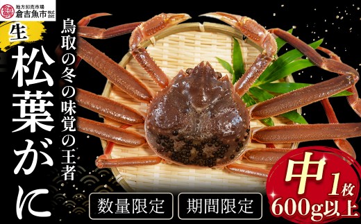【倉吉魚市】生松葉がに（中）600g以上 松葉ガニ ズワイガニ 冷蔵 かにしゃぶ カニ刺身 ずわいがに 鮮度抜群 鳥取県 倉吉市