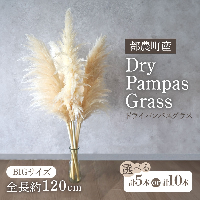 【ふるさと納税】【2週間以内発送】≪選べる≫ドライパンパスグラス 計5本 or 10本 ナチュラル ブルー ピンク オレンジ インテリア 花材 ドライフラワー おしゃれ 部屋飾り リビング装飾 フォトスペース ギフト 雑貨 小物 フラワーデコレーション 宮崎県 都農町 送料無料