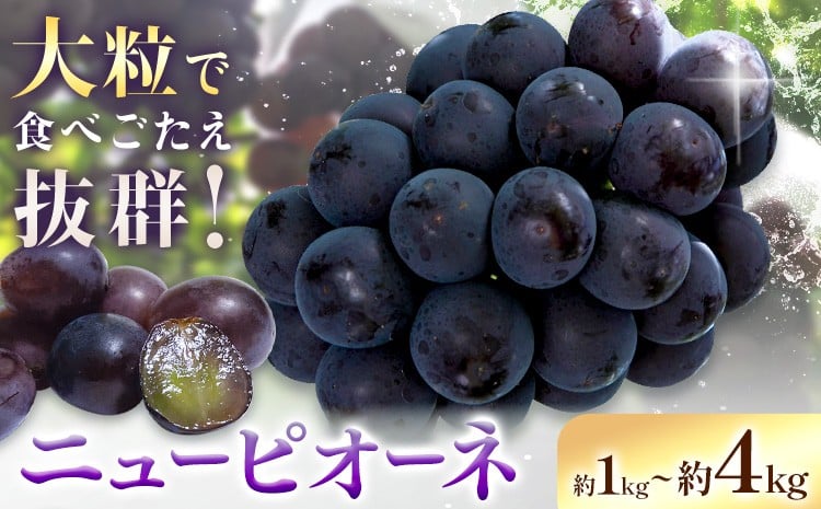 
            【2026年先行予約】ニューピオーネ 選べる 約1kg(2房) 約2kg(4-5房) 約4kg(6-10房) Kazu Farm《2026年8月下旬-9月下旬頃出荷》 岡山県 浅口市 岡山県産 ぶどう ピオーネ フルーツ 果物 くだもの 送料無料
          