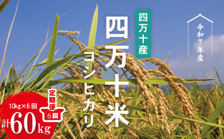 令和7年産 6回 定期便 四万十産 四万十米 コシヒカリ 10kg （5kg×2袋）×6回（計60kg）こしひかり 60kg 令和7年 2025年 精米 白米 米 おこめ こめ コメ ご飯 ごはん ふっくら 四国 高知 四万十 しまんと R7-947 