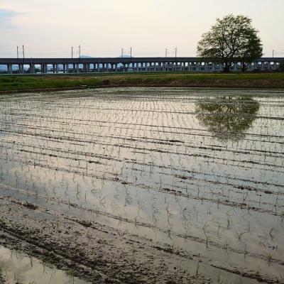 ふるさと納税 三条市 すのこタン。米 2kg 新潟県三条市産 コシヒカリ 非BLコシヒカリ 令和7年産 【010S423】 |  | 02