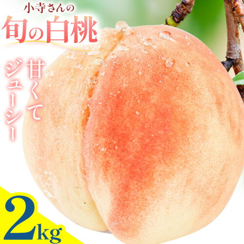 【ふるさと納税】小寺さんの旬の白桃 2kg 6〜9玉 小寺壽夫 《7月-8月頃出荷》 岡山県 笠岡市 岡山県産 モモ 果物 フルーツ もも 桃 選べる 品種 白桃 白鳳 清水白桃 岡山夢白桃 白麗 白露 紅清水 川中島白桃 なつおとめ 白皇 白桃