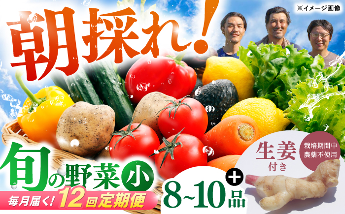 【12回定期便】 土佐の太陽をいっぱいに浴びた旬の野菜生姜約100gのセット「小」 【土佐野菜】 [ATBA013]