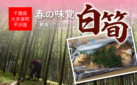 大多喜町平沢産　春の味覚「白筍」 W05403