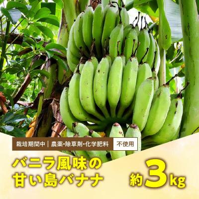 ふるさと納税 和泊町 栽培期間中 農薬・除草剤・化学肥料不使用!バニラ風味の甘い島バナナ 3キロ