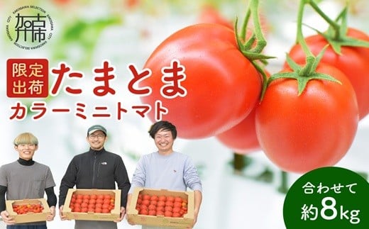 
                  【お届け月が選べる・限定出荷】"たまとま"＋カラーミニトマト(約8kg)《 野菜 トマト ミニトマト カラートマト 期間限定 美味しい セット とまと 》【2403C12102】
                
