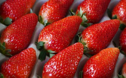 【先行予約・2026年2月】数量限定 いちご 清香 1箱（約450g） 希少品種 限定品 苺 産地直送 農家直送 甘い 大きい 果物