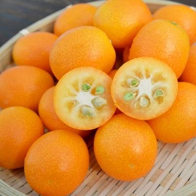 ふるさと納税 薩摩川内市 ＼皮までまるごと/鹿児島県産きんかんいりき【3L・32玉入】金柑 JA北さつま　AS-2233