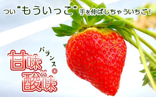 【完熟収穫】いちご　紅白セット　もういっこ　天使のいちご　250g×2パック　【04324-0205】