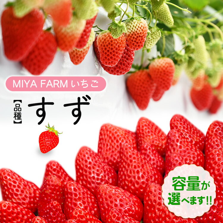 【ふるさと納税】＼選べる内容量／【先行予約】MIYA FARM いちご（品種：すず） 2パック合計24粒・4パック合計48粒 ※北海道・沖縄・離島への配送不可 ※2027年1月中旬～5月下旬頃に順次発送予定