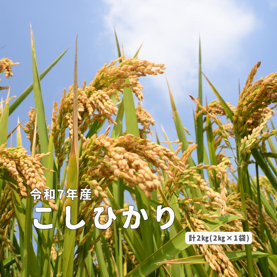【ふるさと納税】令和7年産 しまね川本 こしひかり 2kg 島根県 川本町産 コシヒカリ 藤屋 石見米
