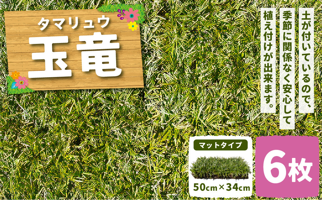 
            玉竜 タマリュウ たまりゅう 6枚 植物 プラント 芝生 ガーデニング ガーデニング用品
          
