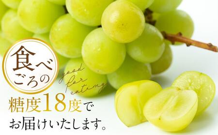 ぶどう 2024年 先行予約 黒川農園 自慢 ! の 大粒 大房 シャイン マスカット 2房 （1房 800g以上） ブドウ 葡萄  岡山県産 国産 フルーツ 果物 ギフト [No.5220-0582