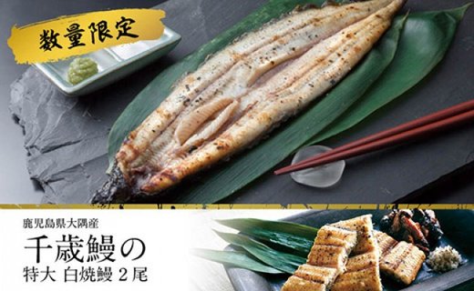 【CF002】鹿児島県大隅産 千歳鰻の★特大★白焼鰻　2尾【数量限定】【CH97】