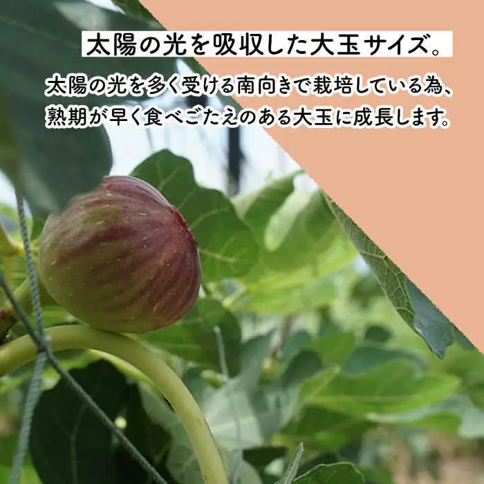 いちじく 約300g×4パック [OCU004] いちじく イチジク