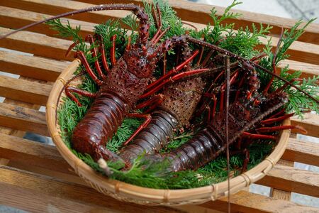 【先行予約】【数量限定】産地直送！活き伊勢えび 約200～250g×3尾 ※北海道・東北地方・沖縄・離島への配送不可（2026年9月上旬頃より順次発送） IKTJ009