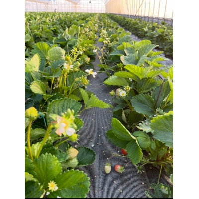 ふくおかエコ農産物認証いちご 福岡県産あまおう苺 約250g×4P(3月から4月中旬発送)宇美町【配送不可地域：離島・北海道・沖縄県】